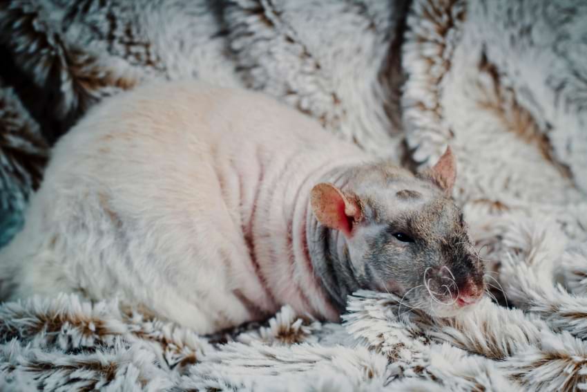 Double-rex patchwork pet rat