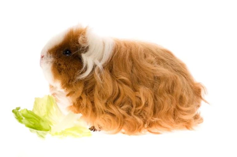 Texel Guinea Pigs Breed Info, Temperament, Care Animallama