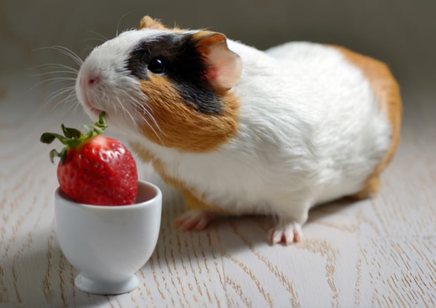 Fruit as a treat for guinea pigs
