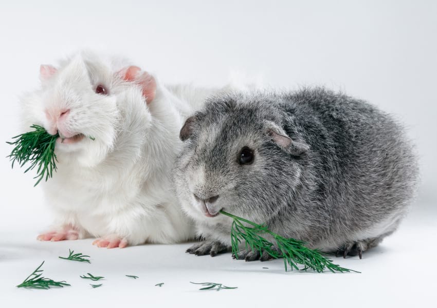 Guinea pigs eating dill as a treat