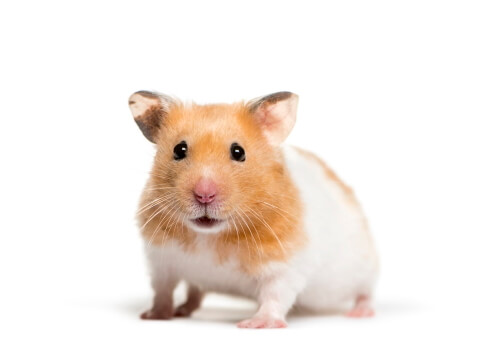 Hamsters