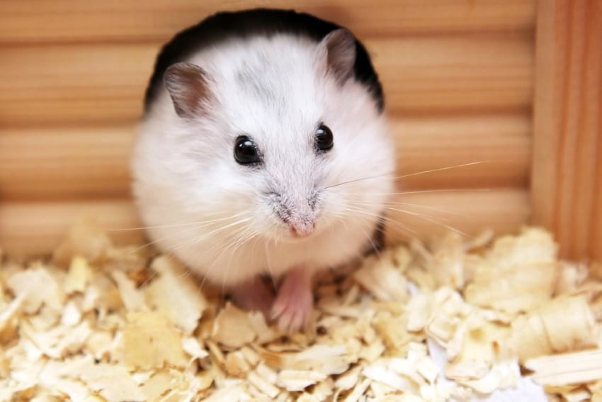 White hamster