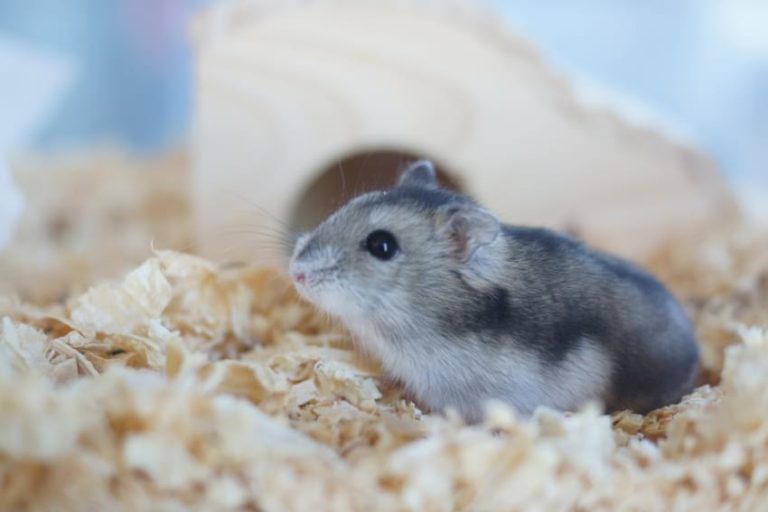 How Much Bedding Do Hamsters Need [+ A Calculator]