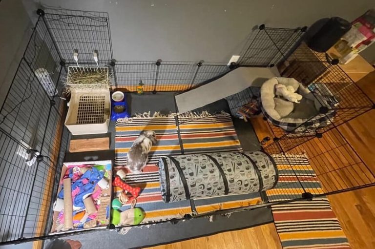 Indoor Rabbit Cage Setup for Happy & Healthy Bunnies