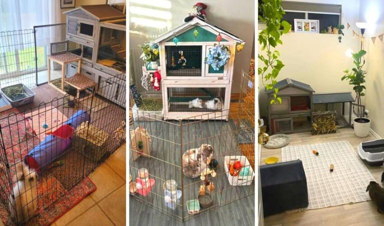 Indoor Rabbit Cage Setup for Happy & Healthy Bunnies