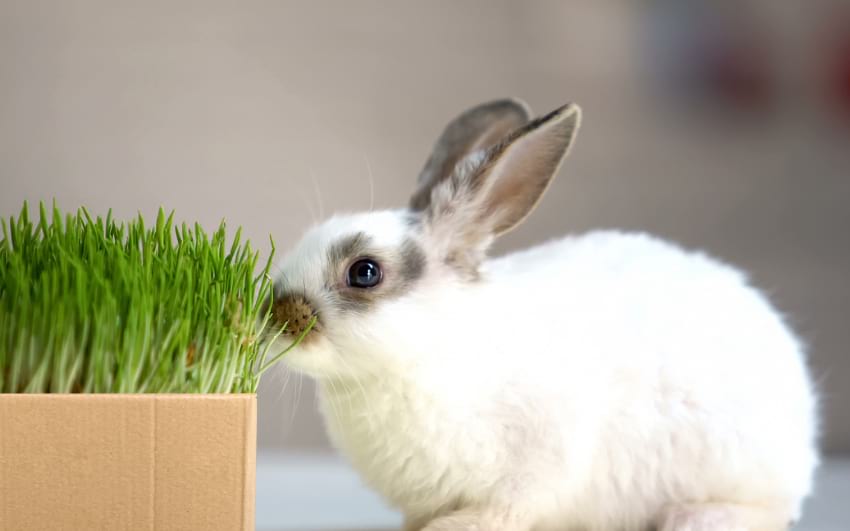 Rabbit grass garden