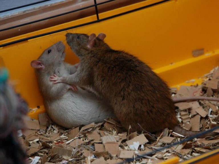 Are My Rats Playing Or Fighting Understanding Rat Behavior