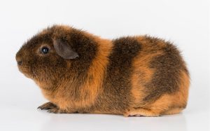 View of Is Your Guinea Pig Too Fat? Or Just Perfectly Chunky?