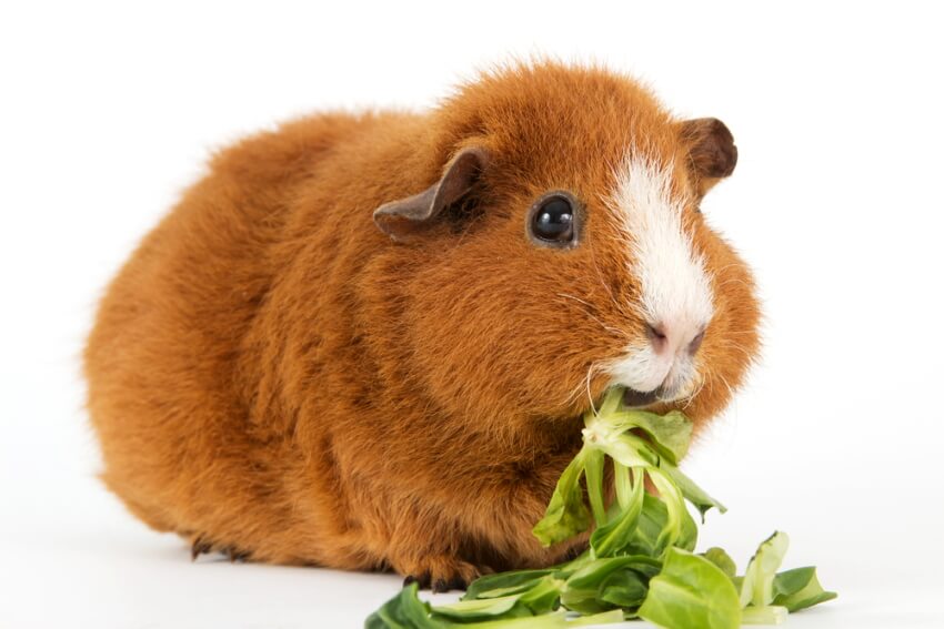 Rex guinea pig breed