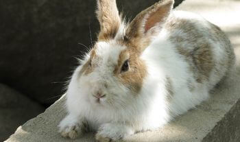 Sphinx rabbit position