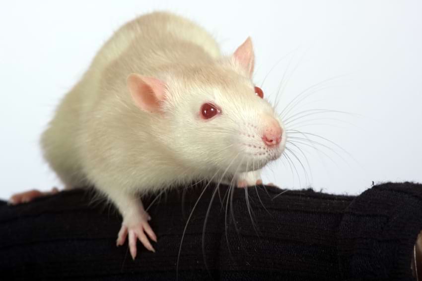 Pet Rat Breed Varieties Types Of Pet Rats Pictures 