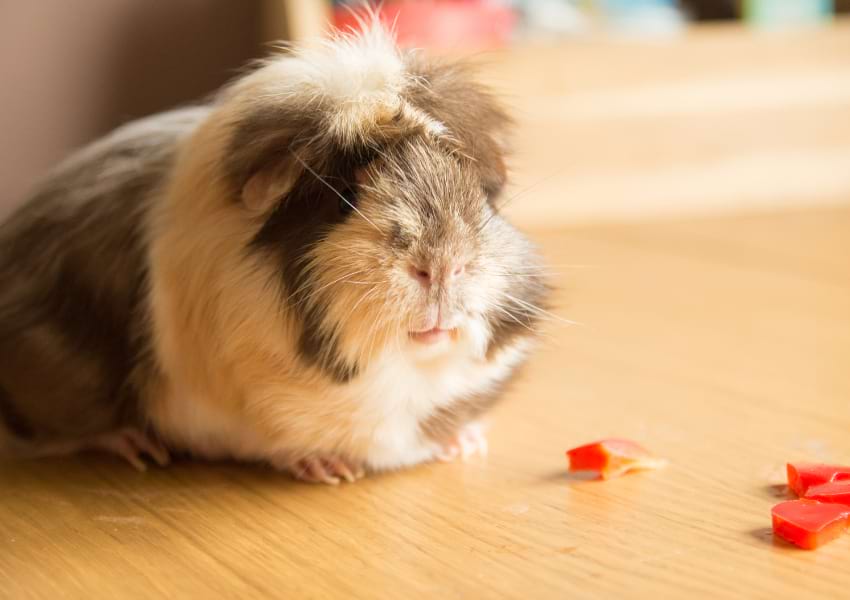 Best training treats for guinea pigs