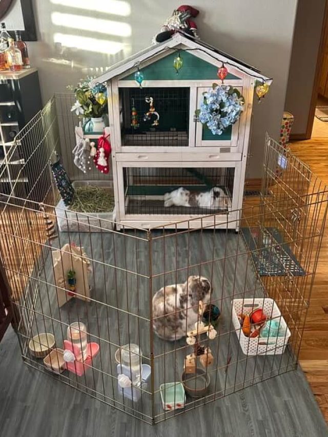 Rabbit Cage Setup for Happy & Healthy Bunnies