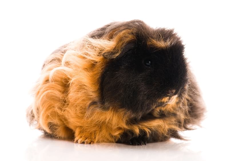Grooming Texel guinea pigs