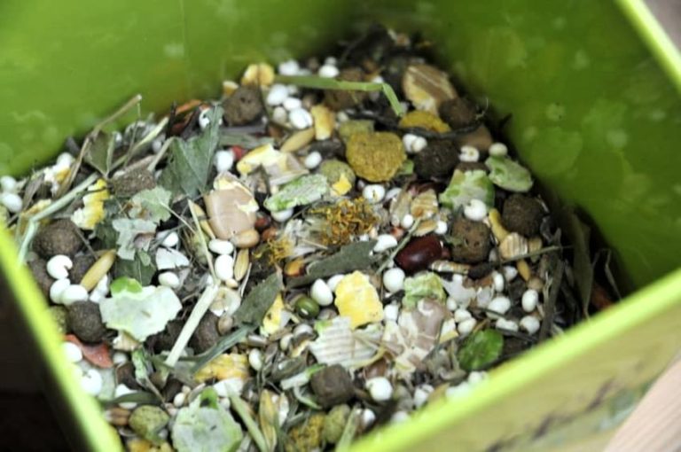 Gallery Detail: Roborovski Dwarf Hamster Essential Care Guide For Beginners