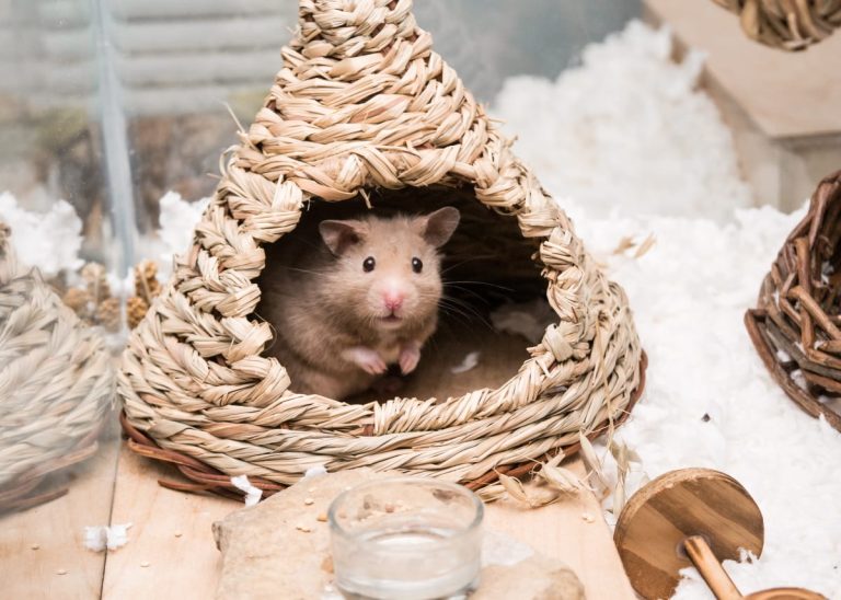 Pet Hamster Lifespan & 'Hamster Years to Human Years' Chart