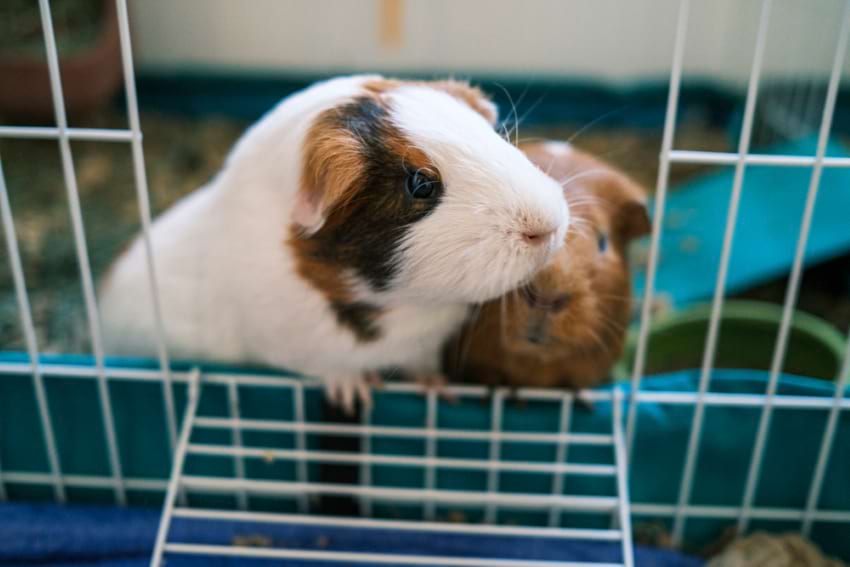 Guinea pig cage