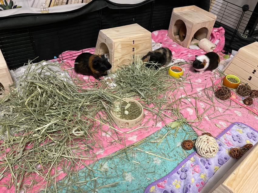 Supplies needed for guinea pig cage setup
