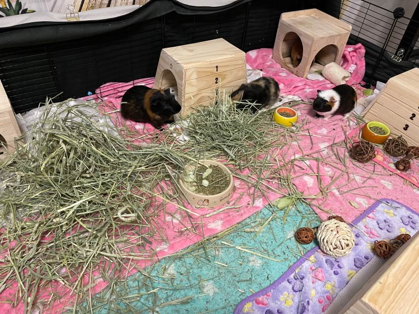 Guinea pig cage accessories