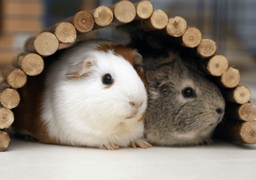 Guinea pigs need a companion