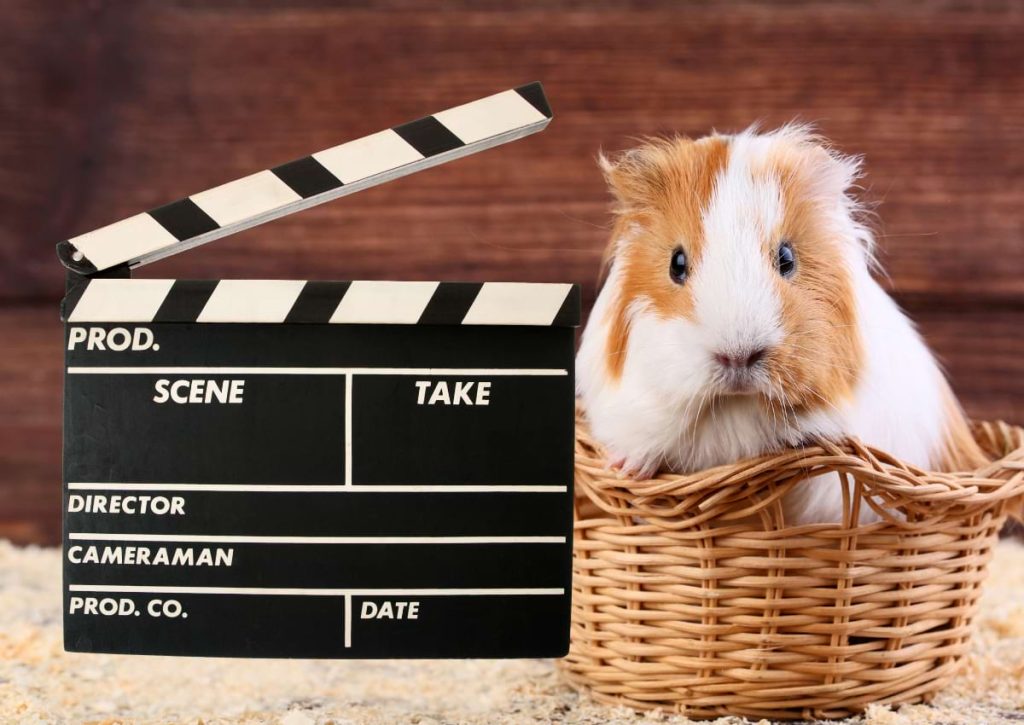 Guinea Pig Grooming 101 How to Keep Your Guinea Pigs Clean