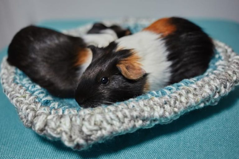 Do Guinea Pigs Sleep With Their Eyes Open? All About Piggy Sleep