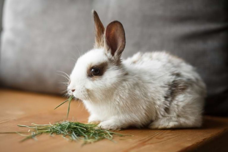 Rabbit Feeding Guide What & How Much to Feed Your Bunnies