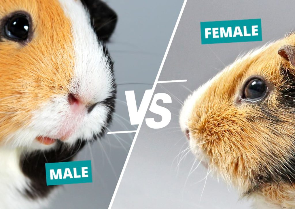 Male vs Female Guinea Pigs Differences & How to Sex Them Animallama