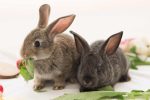 The A-Z of Rabbit Care Every Owner Should Know - Rabbit Health Benefits From Leafy Greens