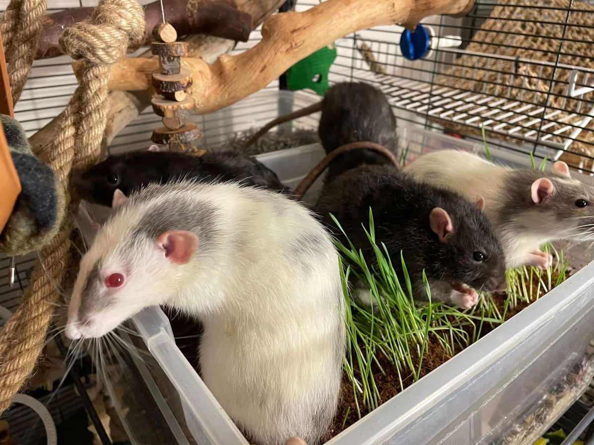 Rat digging box setup