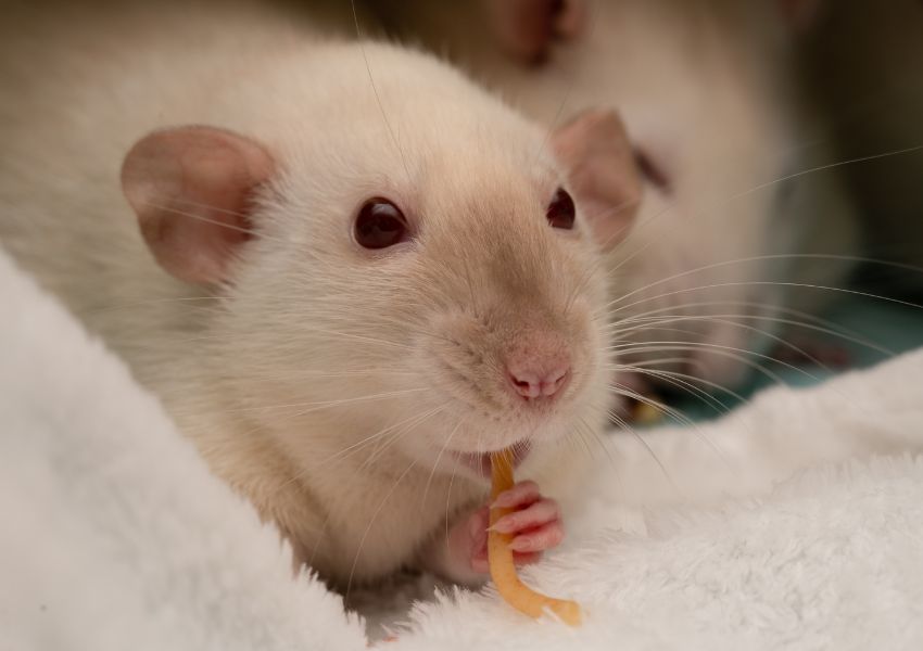 Pet Rat Supply List: Cage, Essentials, and Accessories - PetHelpful