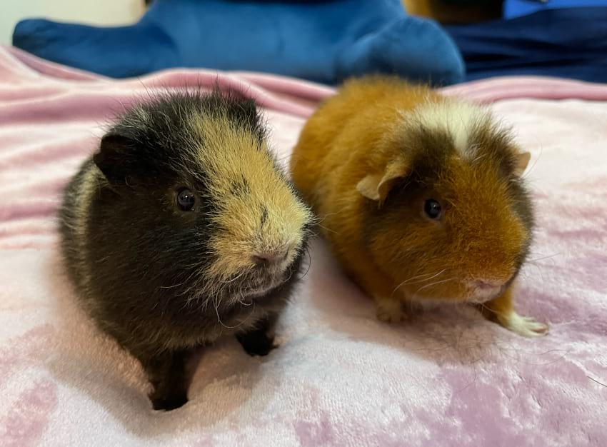 Have more than one guinea pig to make your pigs happy
