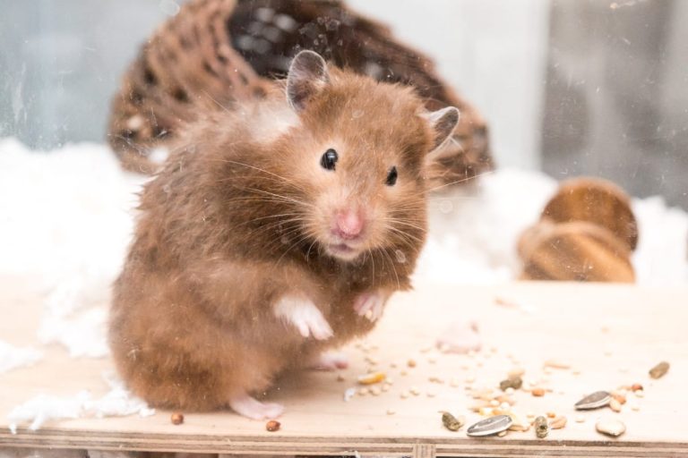 How Big Should a Hamster Cage Be? Here’s What the Research Says