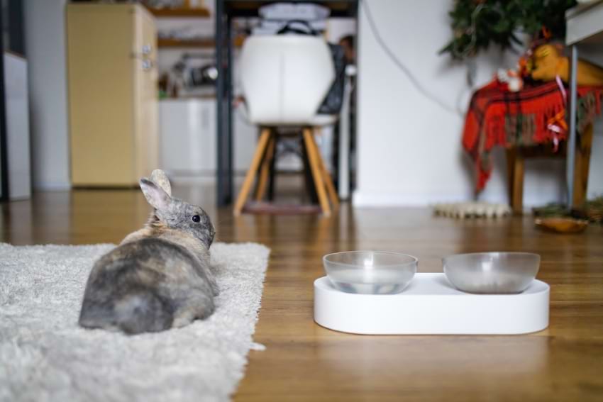 Do rabbits stink up the room