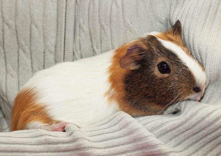 21 Signs of Sickness in Guinea Pigs (Symptom Checker Printable)
