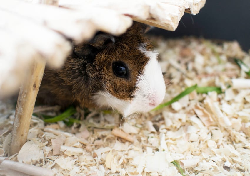 Guinea pig behavioral changes