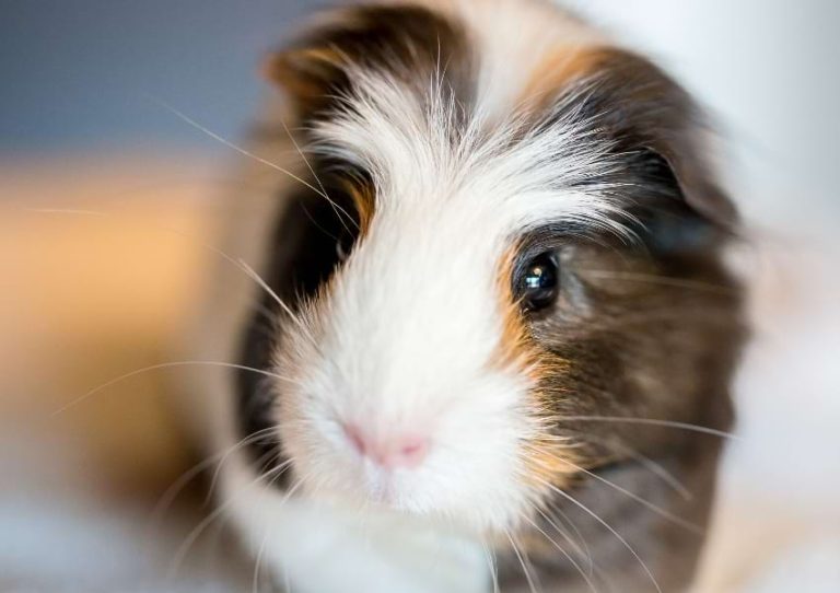 21 Signs of Sickness in Guinea Pigs (Symptom Checker Printable)