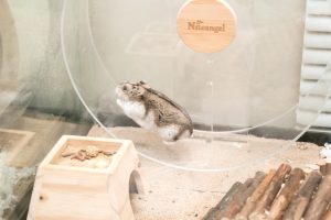 Picture of Hamster Supplies List: 14 Must-Haves for Your Hamster | Animallama