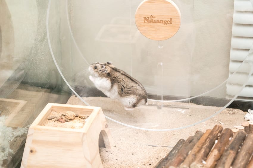 Hamster running on a wheel