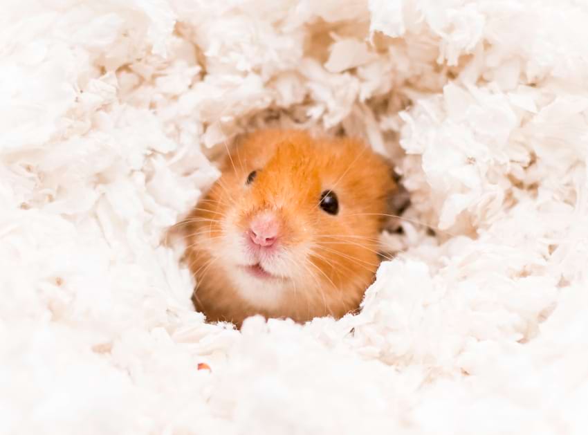 Deep hamster bedding