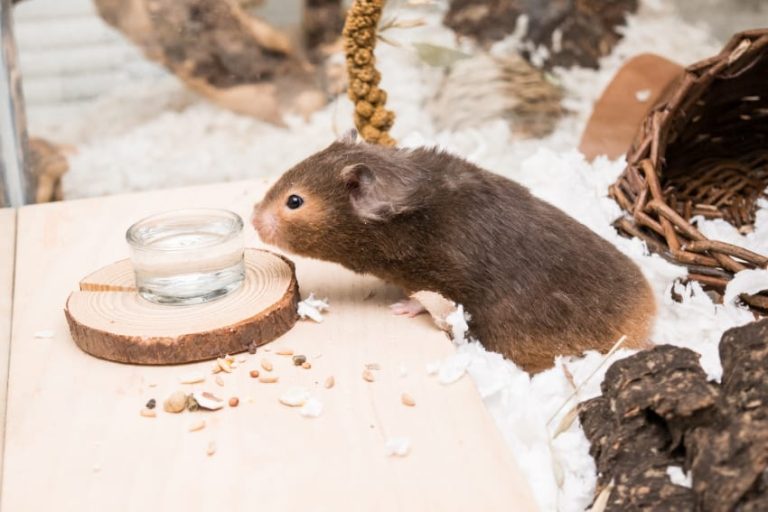 Can Hamsters Drink Out of a Bowl? Water Bowl vs Water Bottle