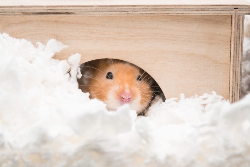 Best hamster bedding for burrowing clearance
