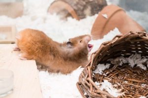 Hamster Care Guide | Easy Starter Pets? Think Again - Easy To Care Hamster Crate