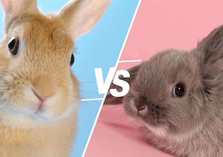 Male vs Female Rabbits Key Differences & Which Is Better?