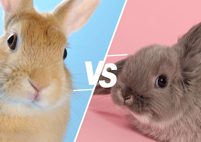 Male and female rabbit differences