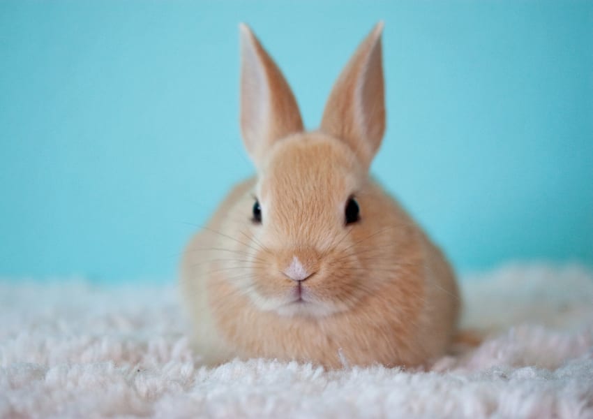 Male vs Female Rabbit Personality