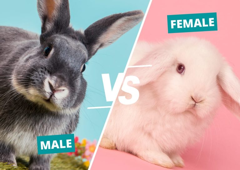 Male vs Female Rabbits: Key Differences & Which Is Better?