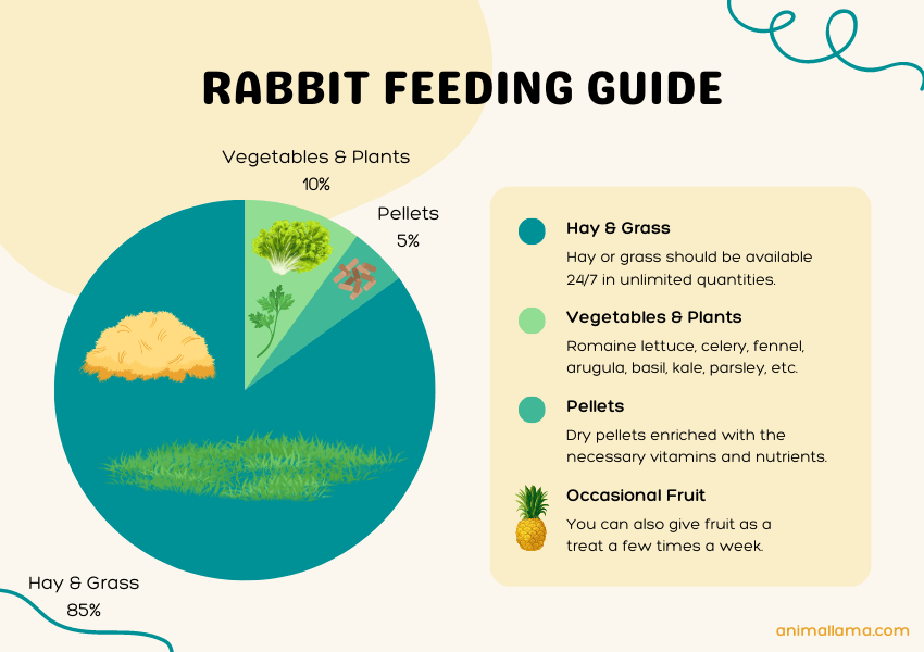 Rabbit feeding guide chart