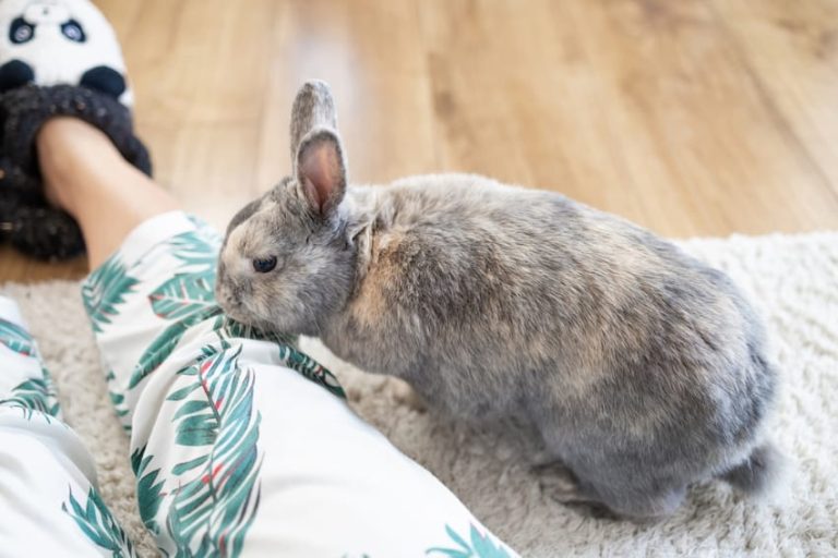 Do Rabbits Smell? How to Keep Your Home StinkFree