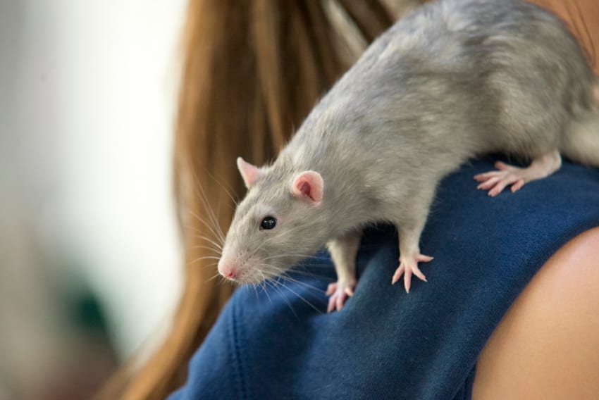 Rats love to be handled by their owner